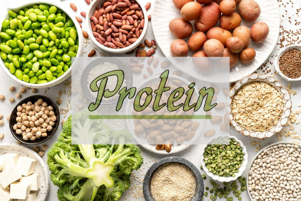 אב מזון –&nbsp;חלבון