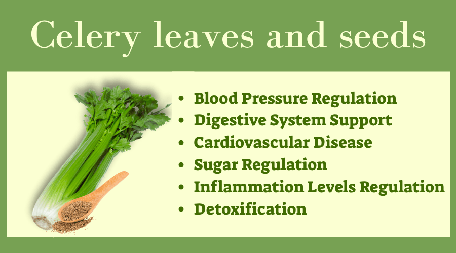 סלרי: ירק עם סגולות בריאותיות במגוון גדול של אספקטים