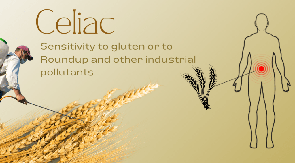 צליאק – רגישות לגלוטן או לראונדאפ ומזהמים תעשייתיים&nbsp;אחרים