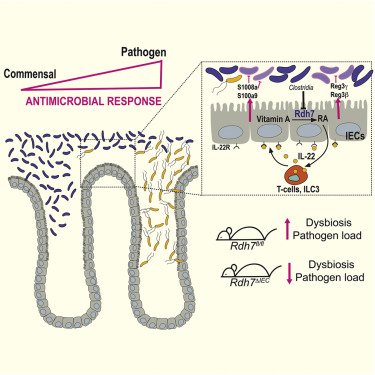 חיידקים טובים ויטמין A ומערכת&nbsp;החיסון