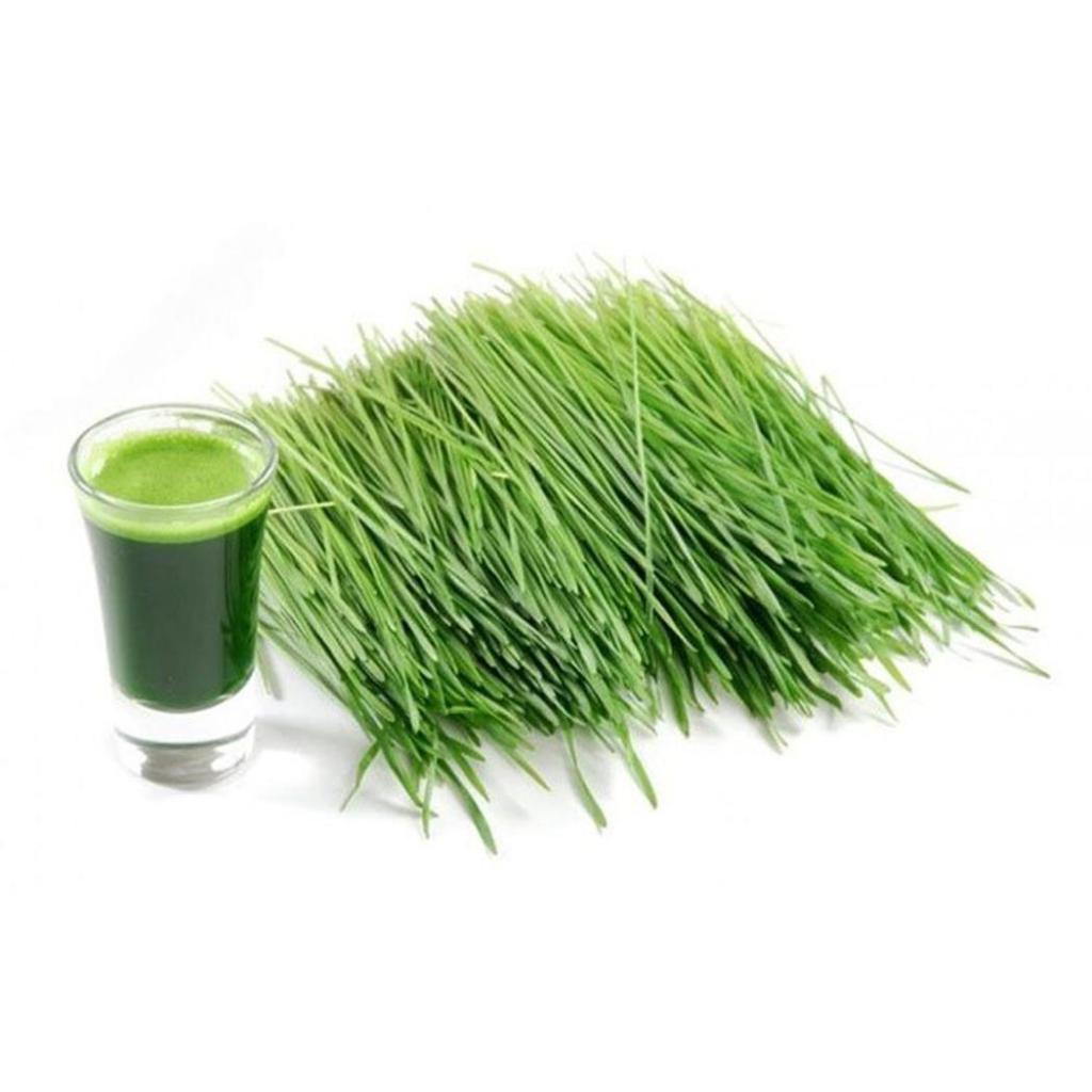 עשב חיטה ושעורה