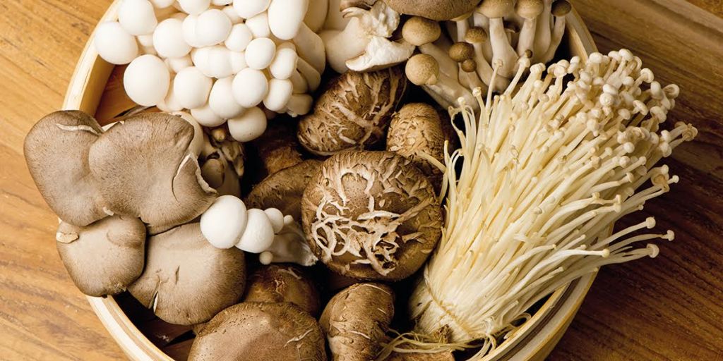 פטריות מאכל ומרפא