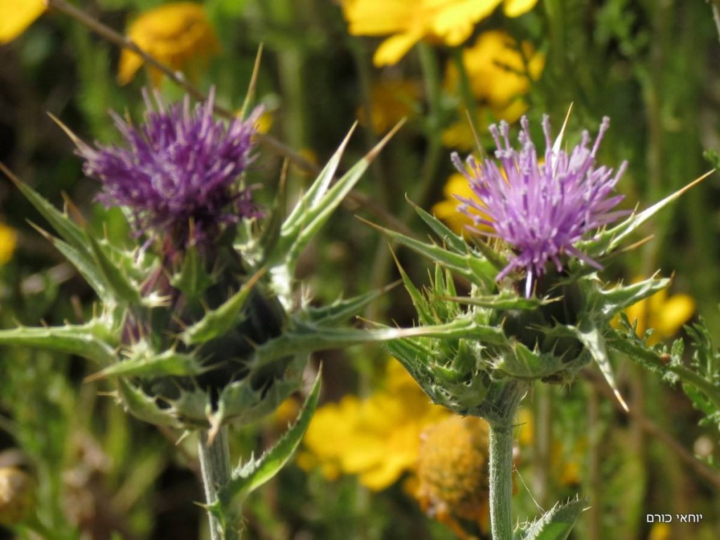 גדילן מצוי – milk&nbsp;thistle
