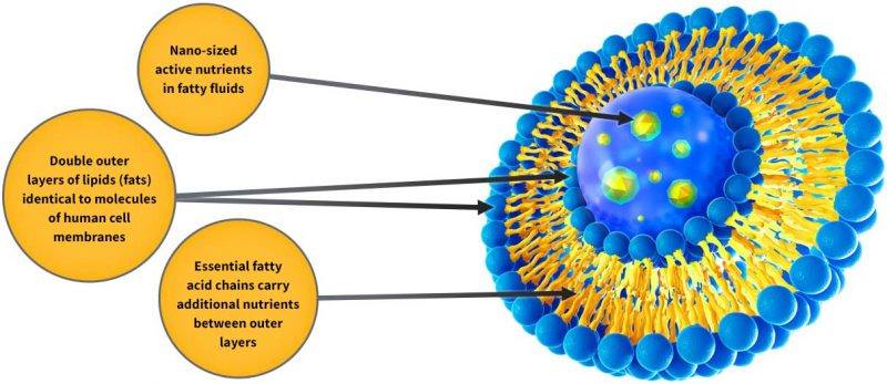 ליפוזומלי – מה זה&nbsp;בכלל