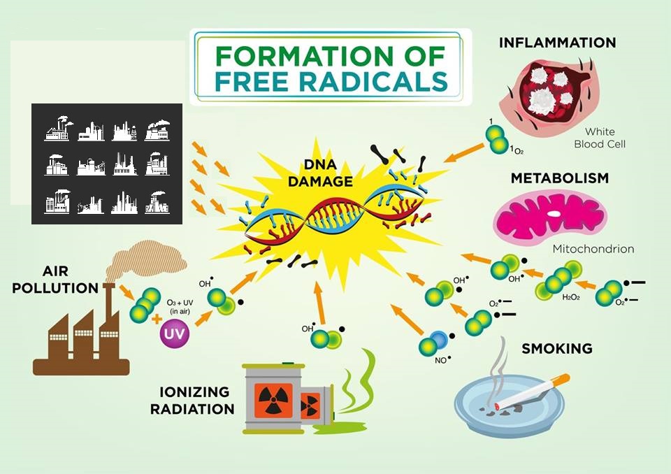 עקה חמצונית – התקפה מכל&nbsp;כיוון
