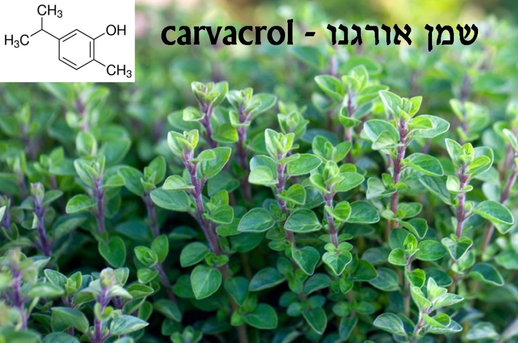 שמן אורגנו –&nbsp;carvacrol