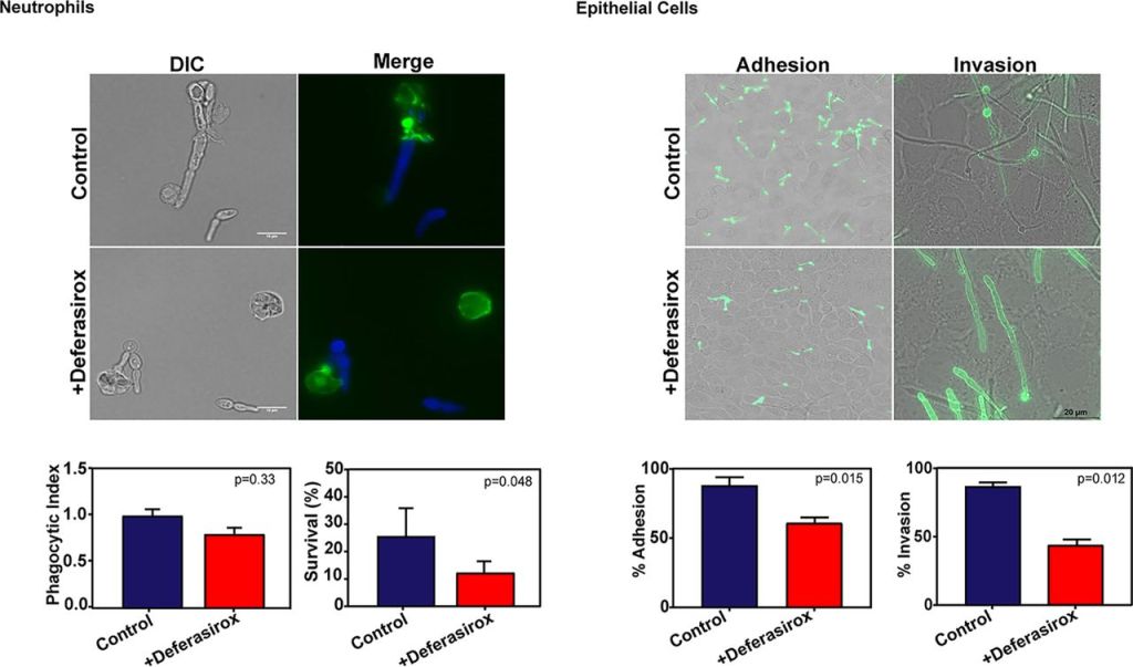 קנדידה וברזל