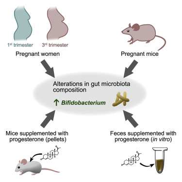 מחקרים על עכברים – כמה נכון לגבי בני אדם? דוגמה מעולה בנוגע&nbsp;להריון