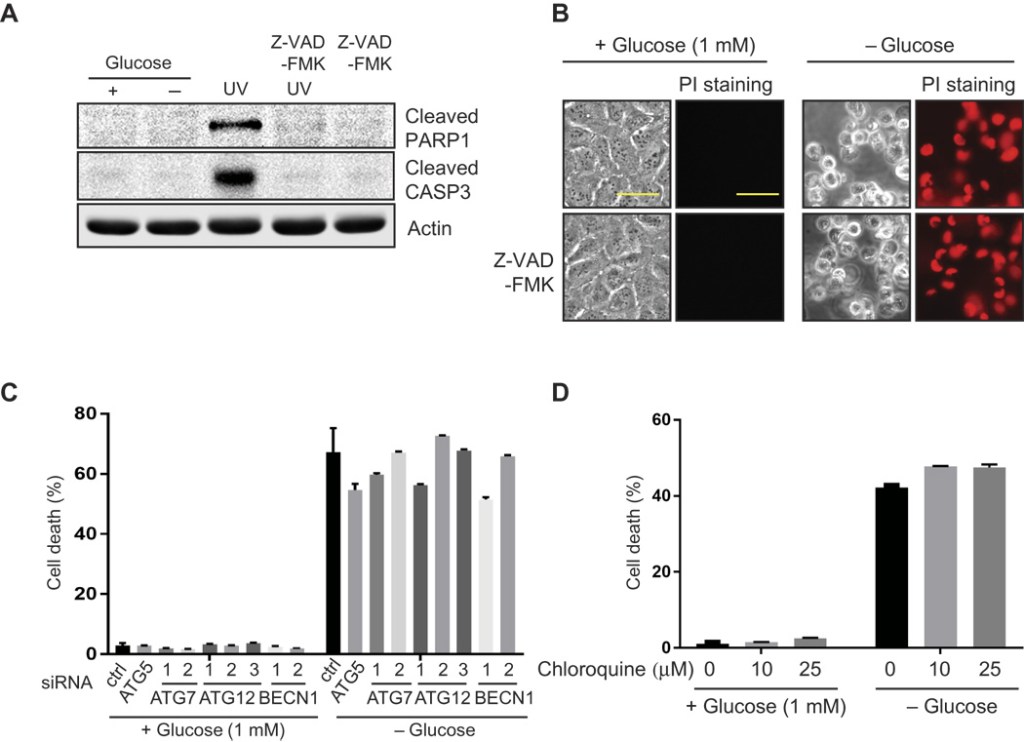 סוכר לבן והקשר&nbsp;לסרטן