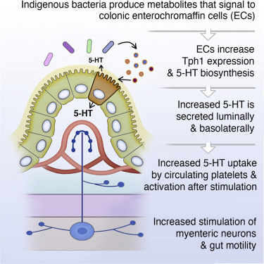 סרוטונין והקשרו למיקרוביום ולמערכת&nbsp;החיסון
