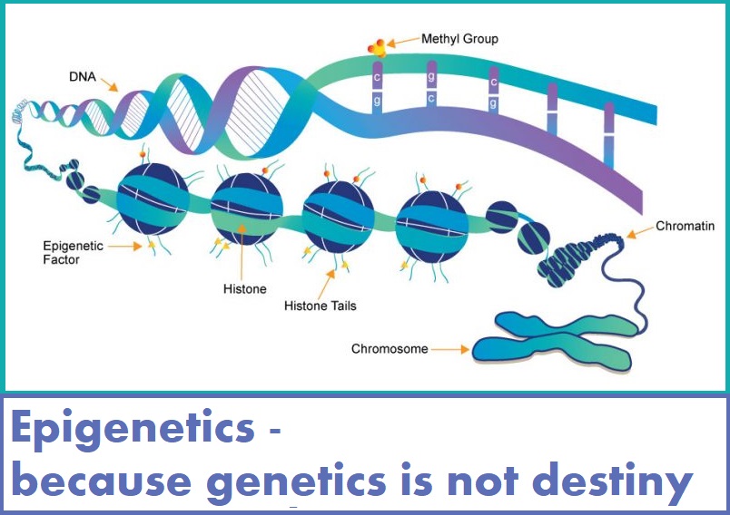 אפיגנטיקה – כי גנטיקה זו לא גזירת&nbsp;גורל