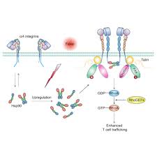 חום (fever) – המנגנון שמפעיל את מערכת&nbsp;החיסון