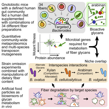כמה חשוב מגוון הסיבים לחיזוק&nbsp;המיקרוביום