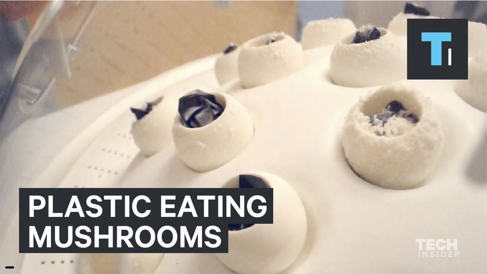 פטריות כמו פסטלוטיפוזיס יודעות לעכל&nbsp;פלסטיק