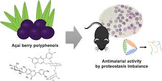 פרי האסאי מראה יכולות כנגד טפיל&nbsp;המלריה