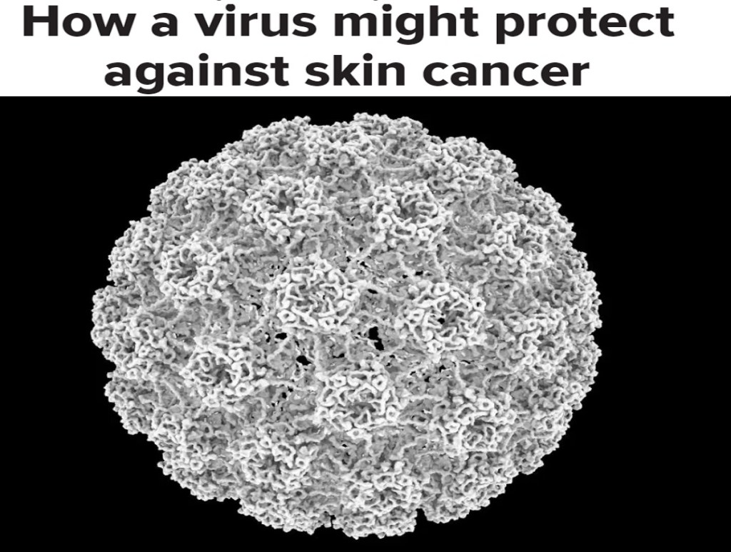 וירוס הפפילומה אינו הגורם לסרטן&nbsp;עור