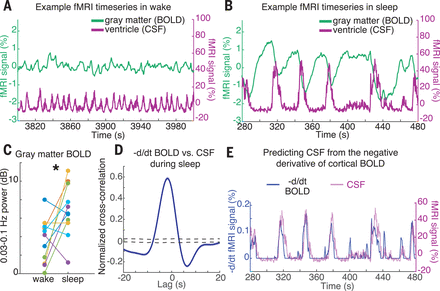 מכניזם חדש התגלה בהקשר לשינה