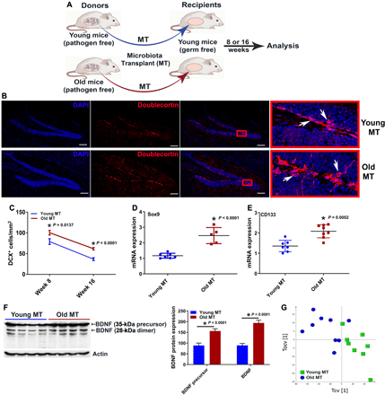 מיקרוביום ואנטי-אייג'ינג