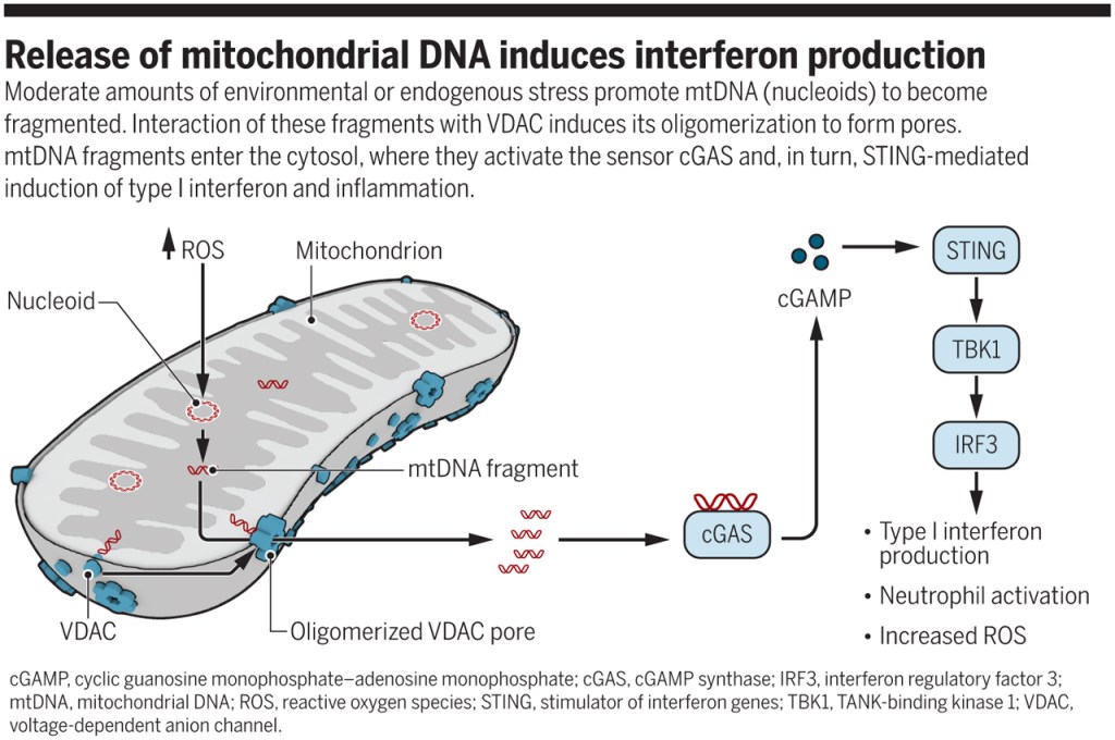 מחלות אוטואימוניות –&nbsp;לופוס
