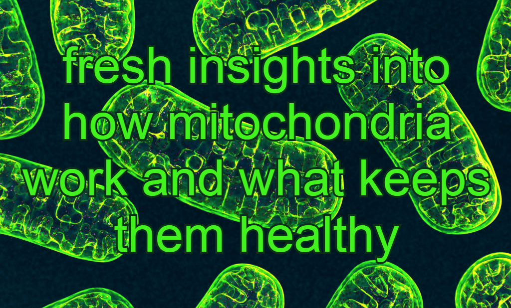 איך המיטוכונדריה מושפעת על ידי פעילות גופנית ותזונה