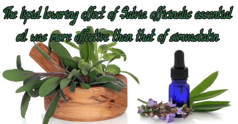 שמן אתרי מרווה רפואית אל מול סימבסטטין בקשר לפרופיל שומני גבוה