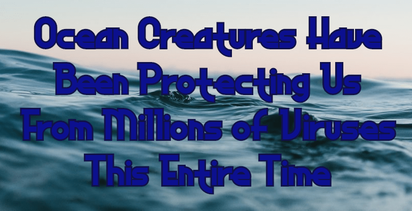 יצורים ימיים וירוסים ומה שבינהם