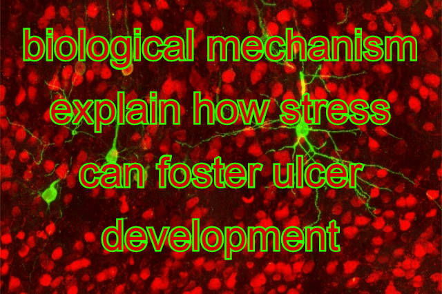 גוף ונפש אחד הם – סטרס וכיבים