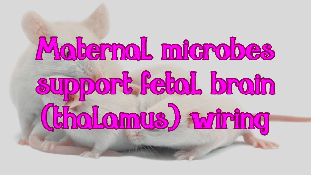 חשיבות המיקרוביום בהריון להתפתחות המוח&nbsp;בעובר