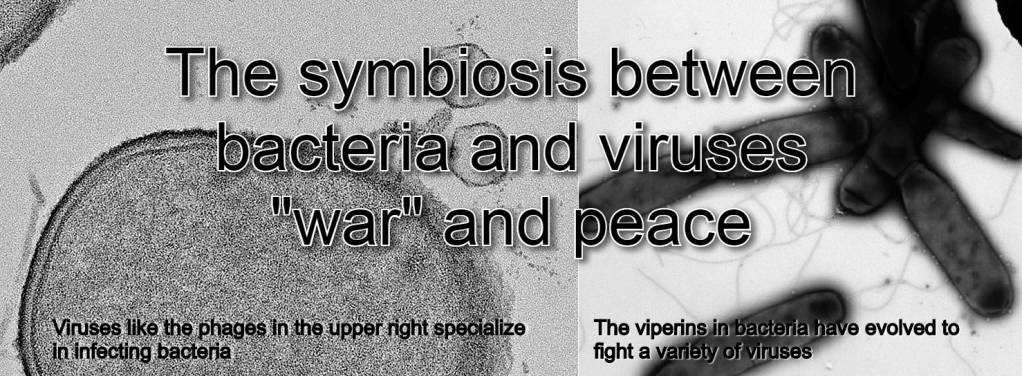 הסימביוזה בין חיידקים&nbsp;לפאגים