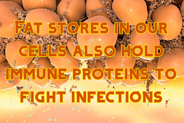 מאגרי שומן תאיים הם חלק ממערך ההגנה כנגד&nbsp;מזהמים