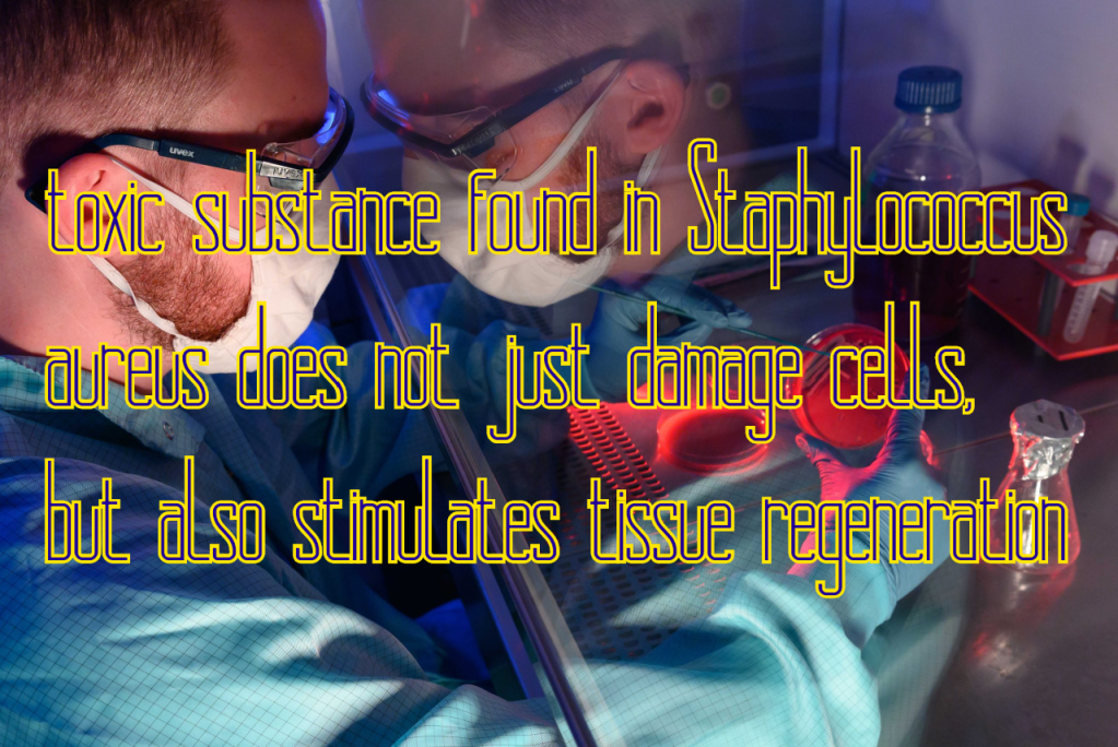 סטפילוקוקוס אוראוס – חיידקים הם חלק מהאקולוגיה והם לא מחוללי מחלות כפי שמחדירים&nbsp;לנו