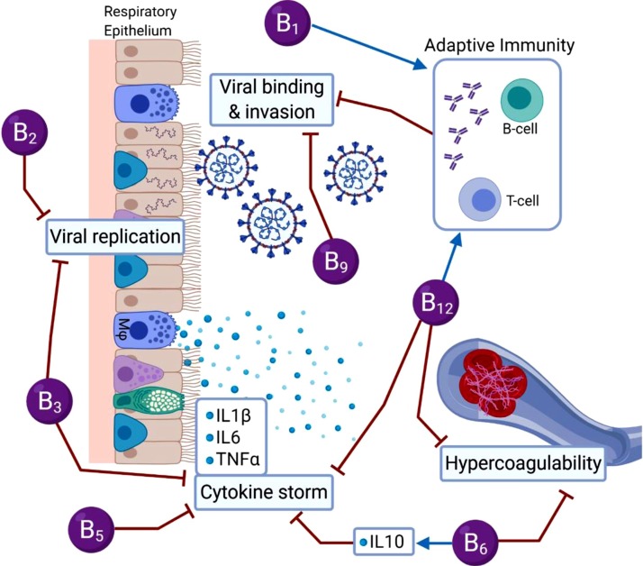 ויטמיני B: מפתח לבריאות כללית – מהמערכת החיסונית ועד למוח וללב