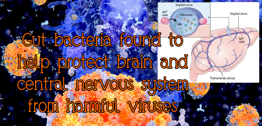 נוגדני IgA מהמעיים מגיעים למוח ומונעים דלקות בקרום&nbsp;המוח