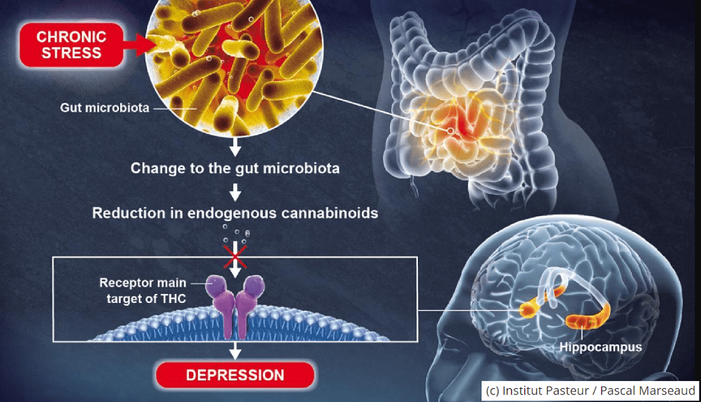 סטרס כרוני דיכאון וחרדות – שינוי במיקרוביום – הדרכים למניעה ולשיפור&nbsp;המצב
