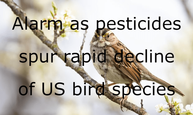 ניאוניקוטינואידים והמגוון הביולוגי של מיני&nbsp;ציפורים