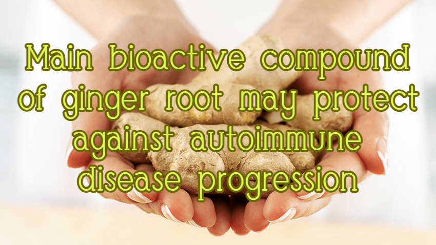 ג'ינג'רול-6 הוא גם נוגד דלקת וגם מתערב בתהליכים אוטואימוניים כמו תסמונת אנטי-פוספוליפידית (APS) המוכרת במחלות כמו לופוס ובהפלות&nbsp;מרובות