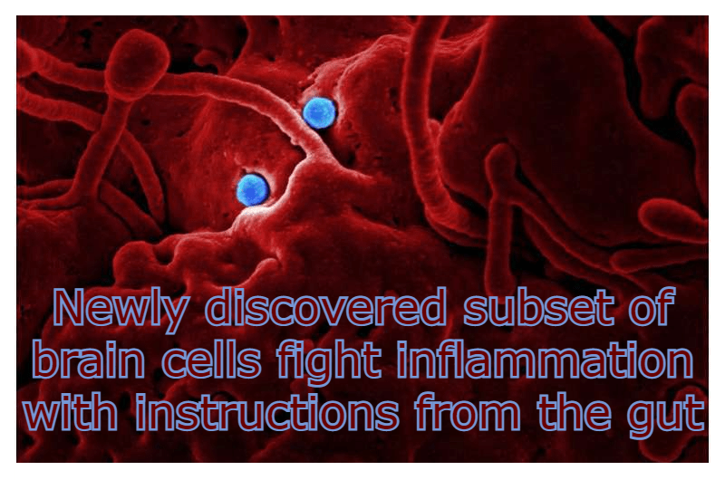 אסטרוציטים – מיקרוביום – מחלות דלקתיות של מערכת העצבים&nbsp;והמוח.