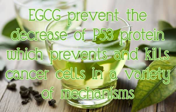 מולקולת EGCG שבתה ירוק שומרת על רמות גבוהות של חלבון P53 שמדכא גידולים&nbsp;סרטניים
