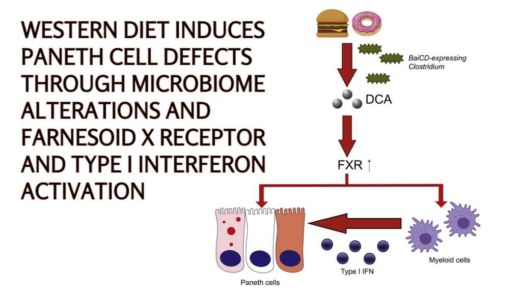 תזונה מערבית, מזון מהחי ומיקרוביום: הקשר לדלקות&nbsp;מעיים