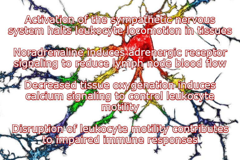 הורמוני סטרס מאטים את התגובה החיסונית בזמן&nbsp;מחלה