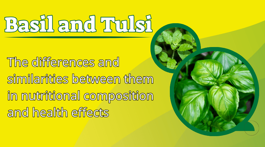 בזיליקום מהגנה על המוח מפני הפתולוגיה של מחלת האלצהיימר לפתולוגיות רבות&nbsp;אחרות