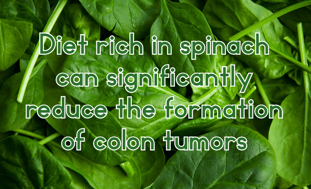 תזונה עשירה בתרד יכולה להפחית באופן משמעותי את היווצרות גידולים במעי הגס&nbsp;ועוד