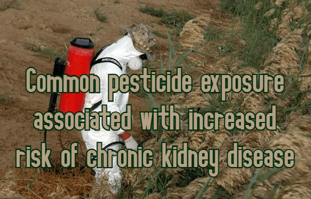אורגנופוספאטים, אורגנוכלורינים ופירתרואידים נקשרו למחלת כליות כרונית&nbsp;(CKD)
