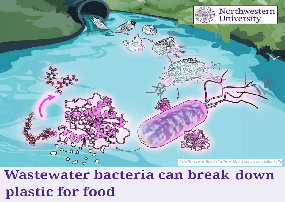 חיידקים בשירות אקולוגי –&nbsp;פלסטיק