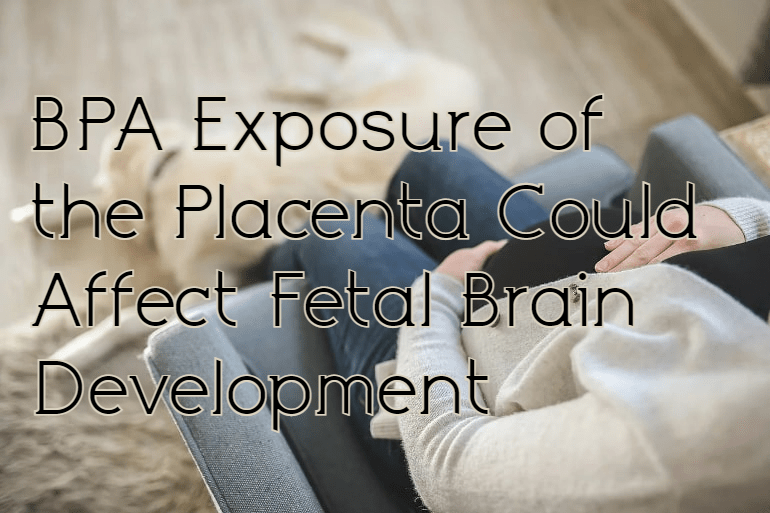 חשיפת BPA של השליה עלולה להשפיע על התפתחות המוח של&nbsp;העובר