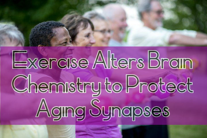 פעילות גופנית מגנה על סינפסות מזדקנות, משפרת זיכרון, מפחיתה משקעי עמילואיד וטאו ומורידה סיכון&nbsp;לאלצהיימר