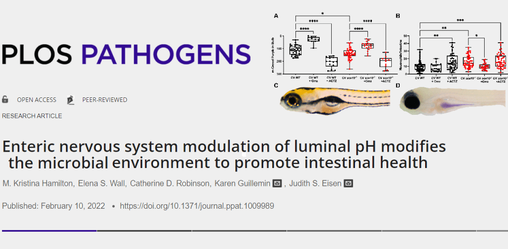 מחקר חדש מראה כיצד מערכת העצבים של המעי משפיעה על חיידקי מעיים