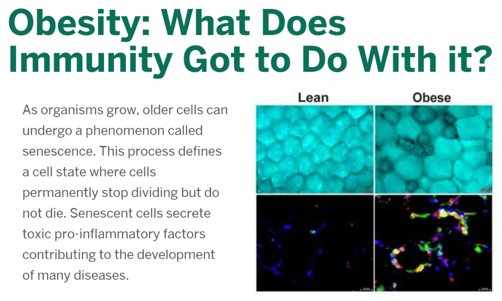 הקשר בין השמנה למערכת&nbsp;החיסון