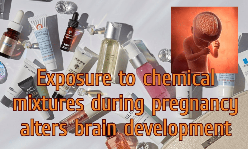 תערובות כימיות במהלך ההריון – התפתחות המוח והשפעות נוירוטוקסיות על&nbsp;העובר