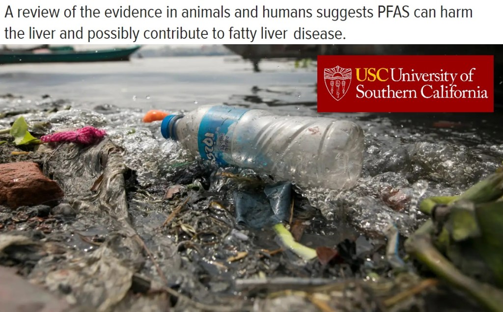 'כימיקלים נצחיים' (PFAS) ומשבשי אותות הורמונליים נקשרו לפגיעה&nbsp;בכבד